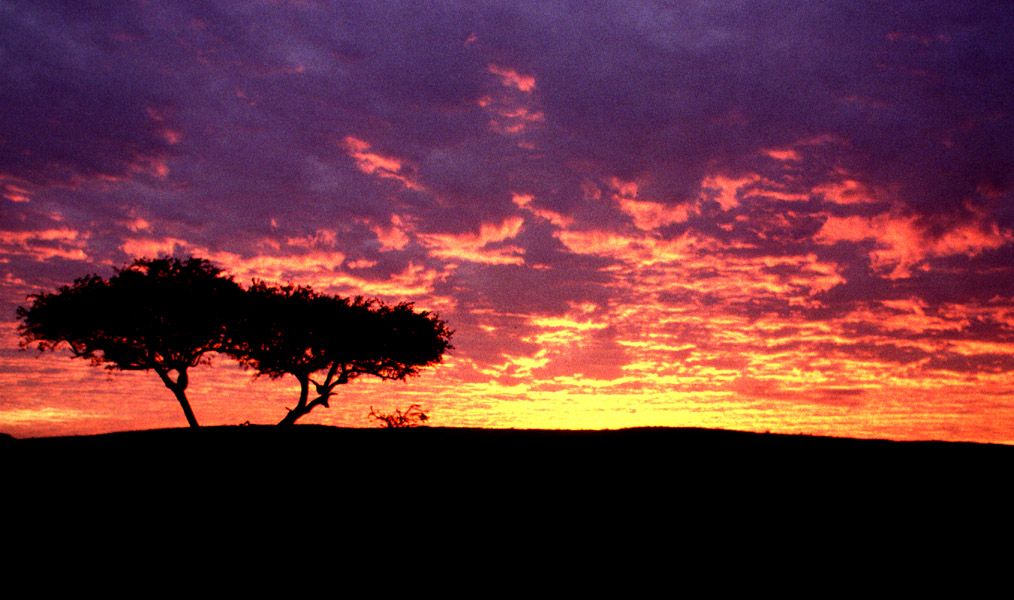 Serengeti Sunset